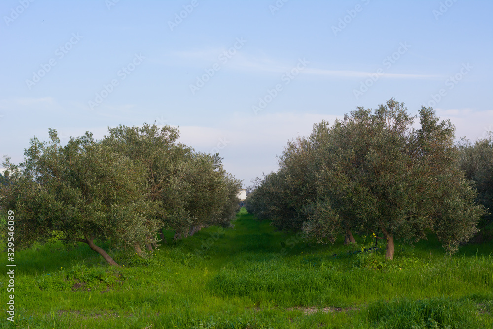 Olive trees plantation at daylight under blue sky front view Olive trees plantation at daylight under blue sky front view