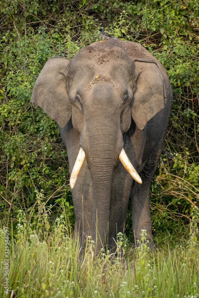 Obraz premium Single wild asian elephant walking in the Wayand Forest, India