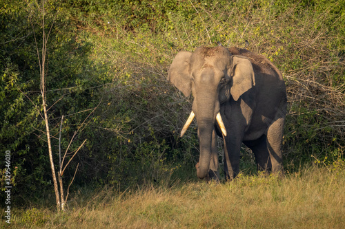 Photography Single wild asian elephant walking in the Wayand Forest, India