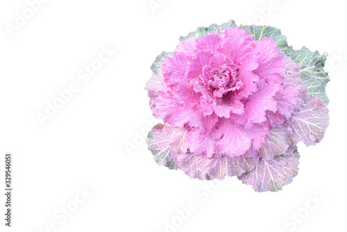 pink gather isolated on white background