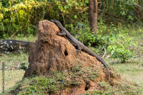 Wild monitor lizard, basking in sun Wayanad jungle, India