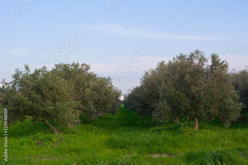 Olive trees plantation at daylight under blue sky front view