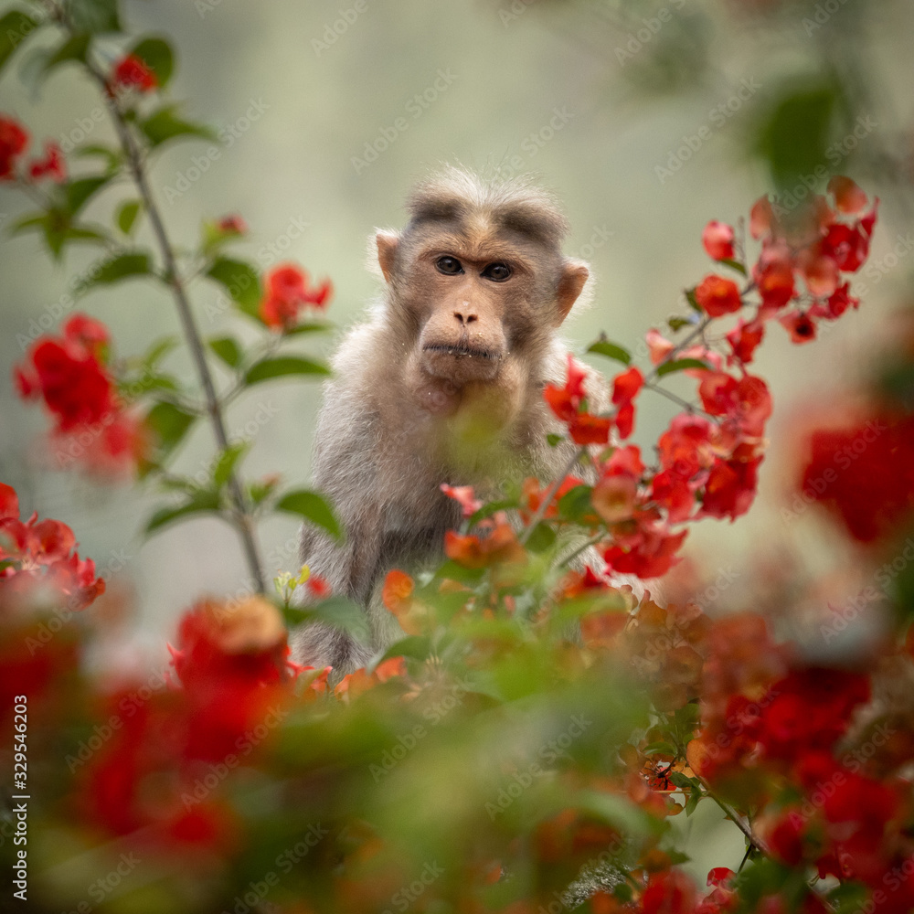 Fototapeta premium Bonnet Macaque monkey sitting in red flowered branches