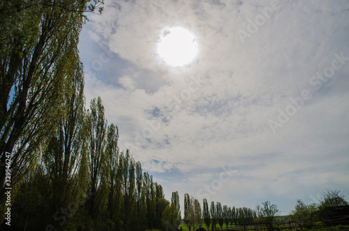 pappelallee in rheinhessen photo