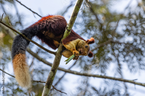 A single indian giant squirrel, laying on branch eating leaves