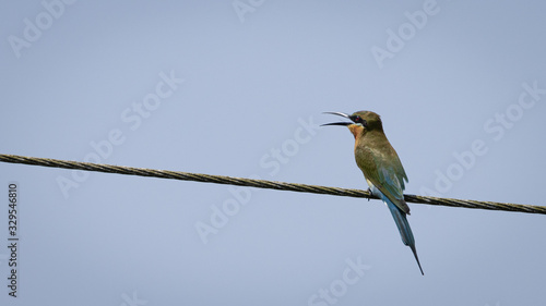 Single blue tailed bee-eater bird sitting on power line