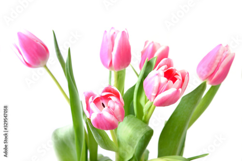 Pink tulips isolated on white background.
