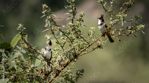 A pair of red whiskered bulbul birds of Kerala, India photo