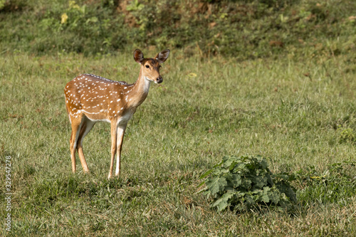 Fotografie Single wild spotted deer standing in meadow