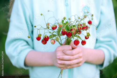 little girl holding a bush of wild strawberries