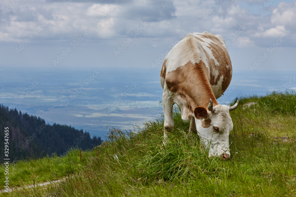 cow eat grass in the meadow against the background of the forest