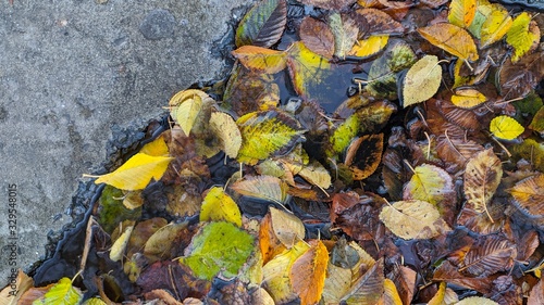 autumn leaves on ground after rain