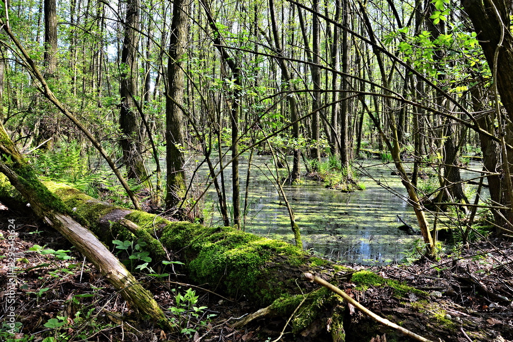 Czech Republic-view of the wetland in nature reserve Czech Republic-view of the wetland in nature reserve