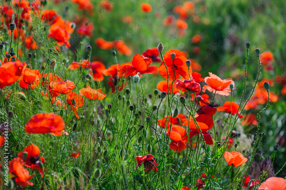 Obraz premium On a warm day. Red poppies are blooming. Bees collect nectar. Close-up.
