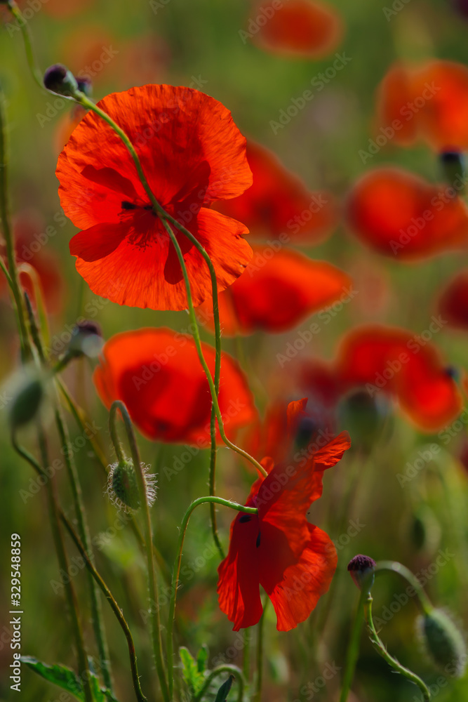 Obraz premium On a warm day. Red poppies are blooming. Bees collect nectar. Close-up.
