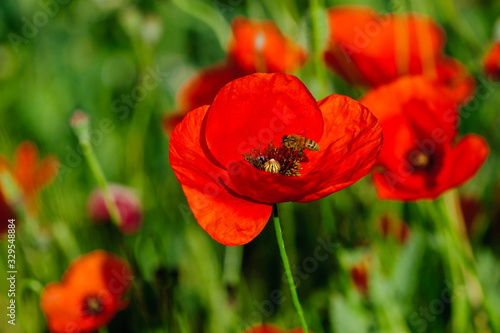 On a warm day. Red poppies are blooming. Bees collect nectar. Close-up.