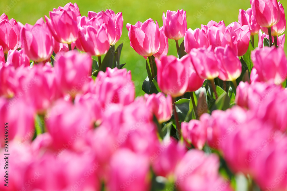 Fototapeta premium かわいいチューリップ
