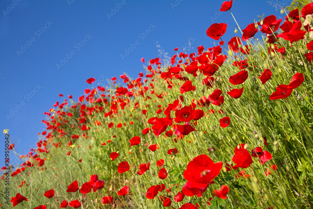 Obraz premium Blooming poppies on a background of blue sky. Perspective of red flowers on a cliff. Black Sea coast of Bulgaria.