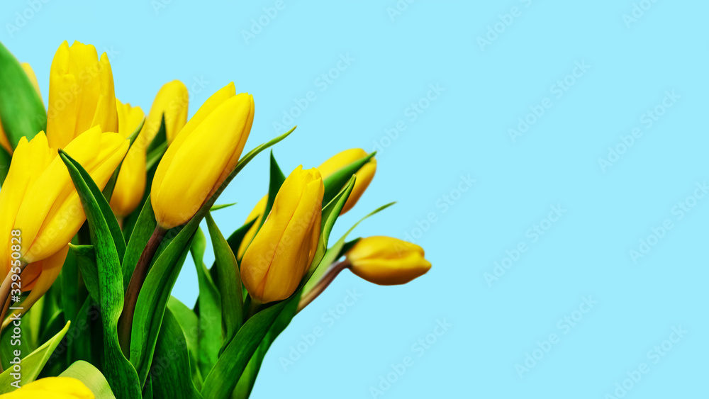 Bouquet of yellow tulips on light blue background. Happy Mother's Day, Happy Birthday, Easter festive greeting card. Spring mood concept. Copy space. Bouquet of yellow tulips on light blue background. Happy Mother's Day, Happy Birthday, Easter festive greeting card. Spring mood concept. Copy space.