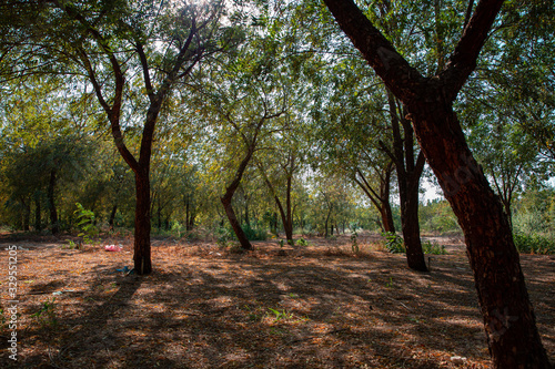 Dense trees in a garden in the city of Jeddah Saudi Arabia