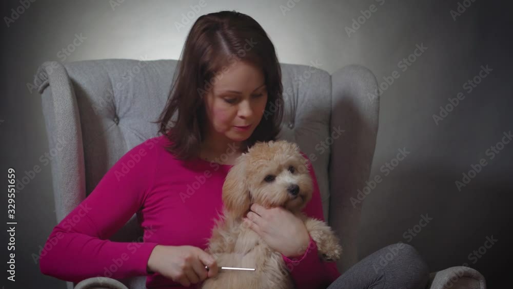 beautiful woman combs the fur of a small puppy on chair beautiful woman combs the fur of a small puppy on chair