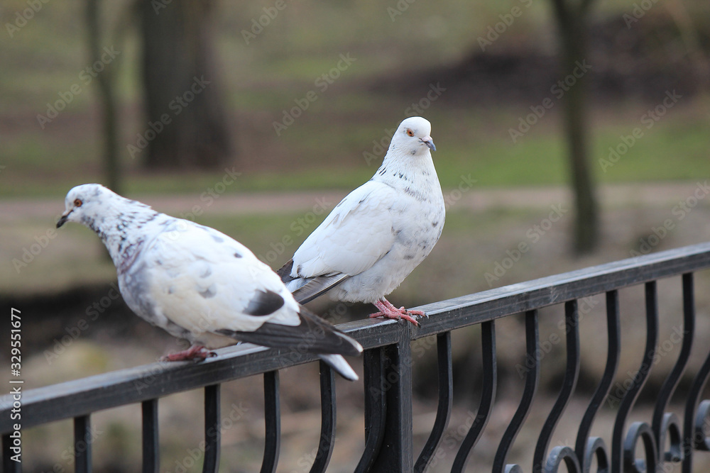 love date of pigeons in springtime love date of pigeons in springtime