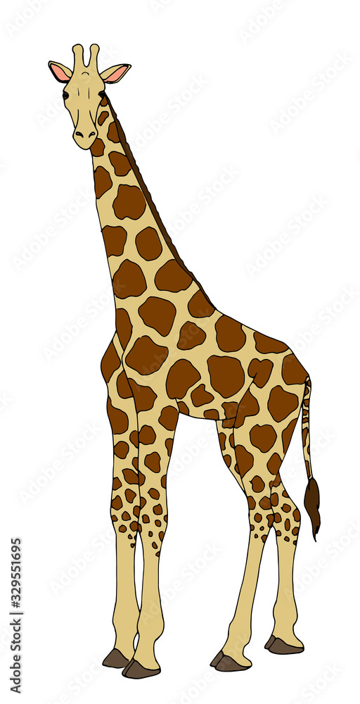 Obraz premium Giraffe