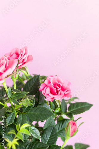 Pink roses, pink paper background. Soft focus. Copy space.
