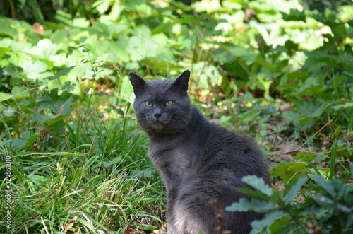 cat on the grass