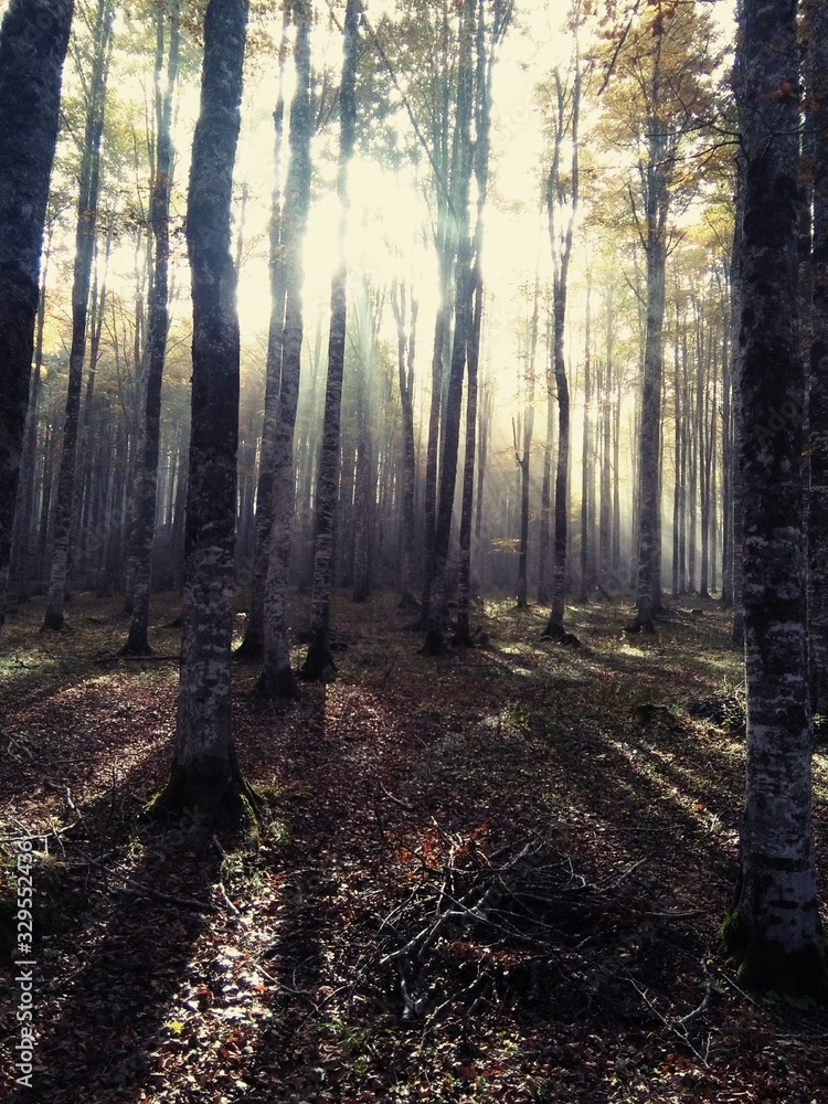 Obraz premium forest in fog