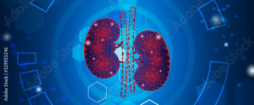 Human kidney ,Technology with flat style.EPS10