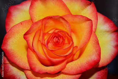 Yellow rose with red border on the petals close up.
