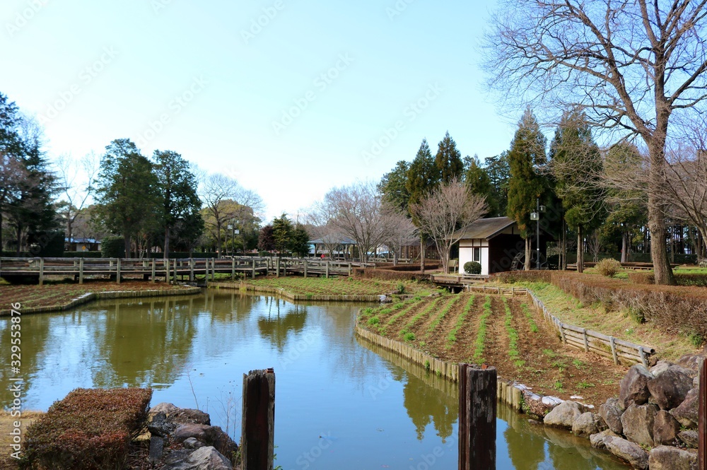 Fototapeta premium 池 森 春 風景 茨城 ネーブルパーク