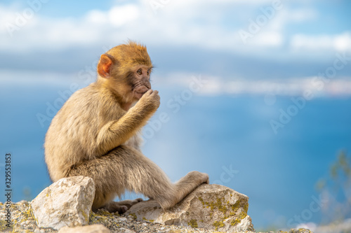 monkey Macaca sylvanus in the wild on the Gibraltar peninsula