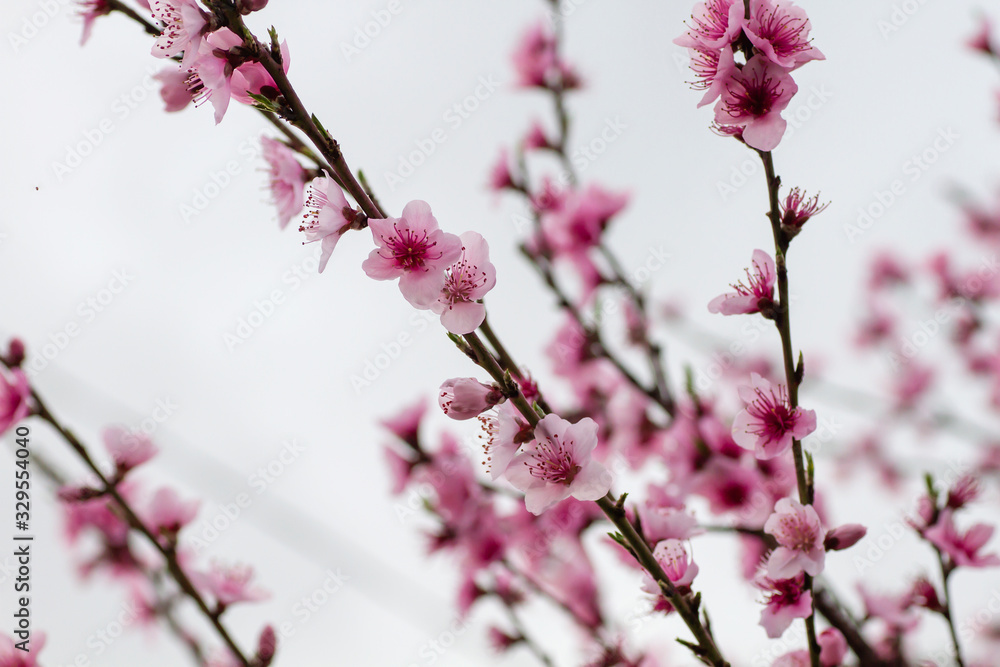 Detail of prunus persica pink flowers blooming in spring Detail of prunus persica pink flowers blooming in spring