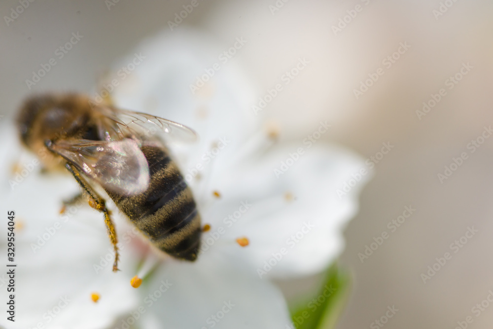 A bee sits on a cherry flower on a sunny spring day. A bee sits on a cherry flower on a sunny spring day.