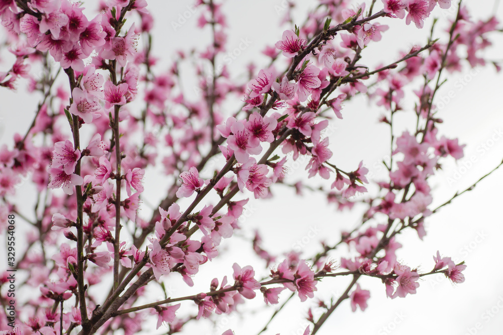 Obraz premium Cherry tree blossoms