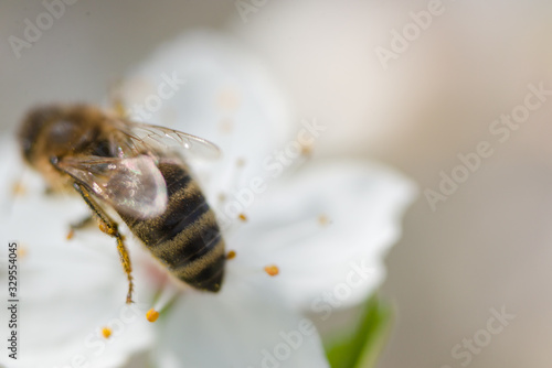A bee sits on a cherry flower on a sunny spring day. © sergo321