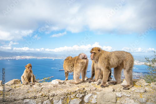 monkey family on the wall at a hiking path as attraction for tourists