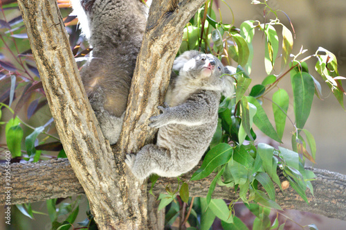 Canvas Print コアラの母子がユーカリの葉っぱを食べている