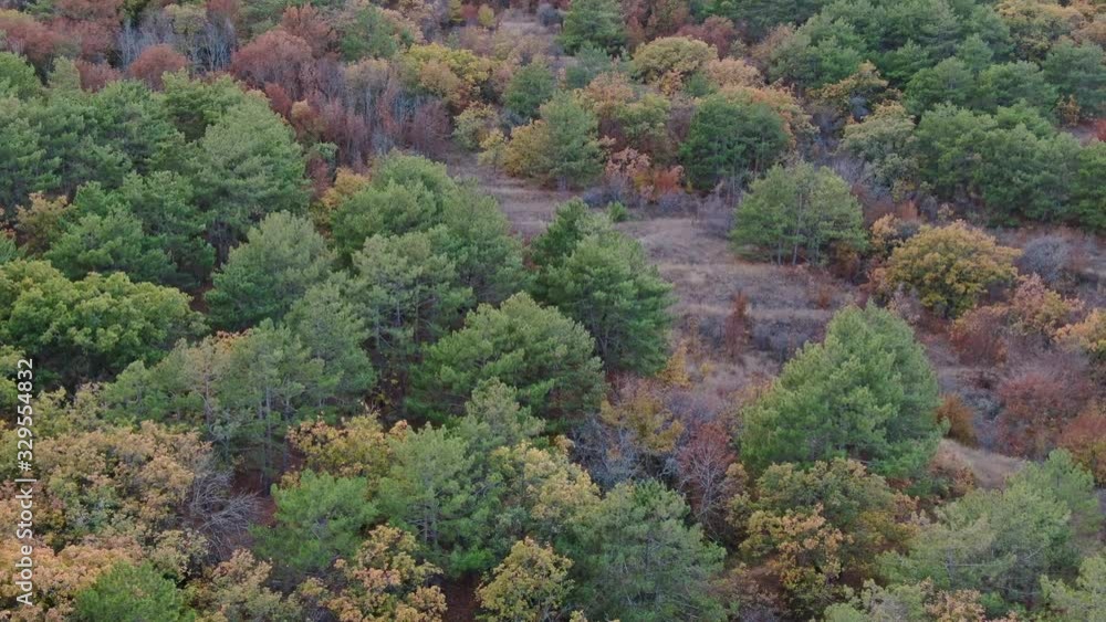 Background of trees on a hillside. mixed autumn forest. spruce pine and oak ash and elm. Background of trees on a hillside. mixed autumn forest. spruce pine and oak ash and elm.