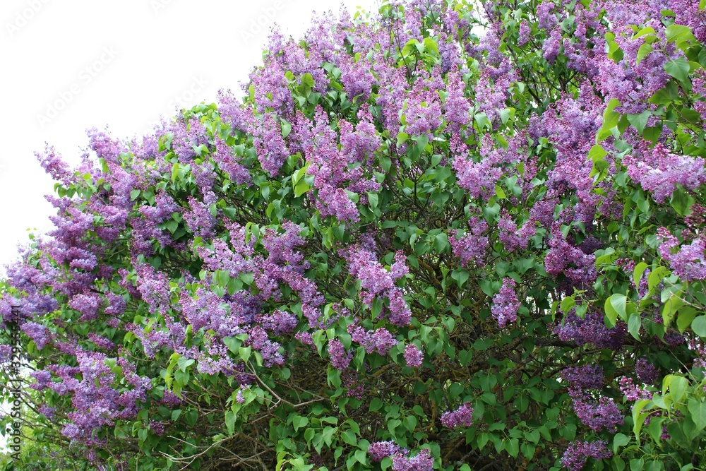 An unusually beautifully flowering lilac Syringa on a cloudy May day An unusually beautifully flowering lilac Syringa on a cloudy May day