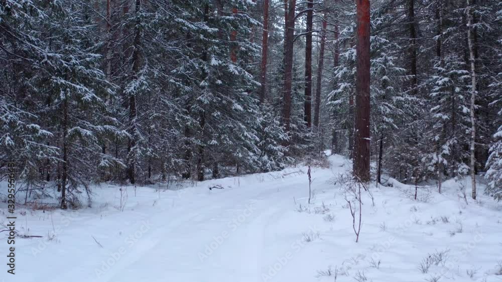 Mixed forest of Siberia in the winter. Aerial view. Snowy cloudy day. Mixed forest of Siberia in the winter. Aerial view. Snowy cloudy day.