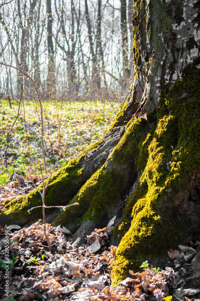 The roots of old tree covered with moss in the spring forest The roots of old tree covered with moss in the spring forest