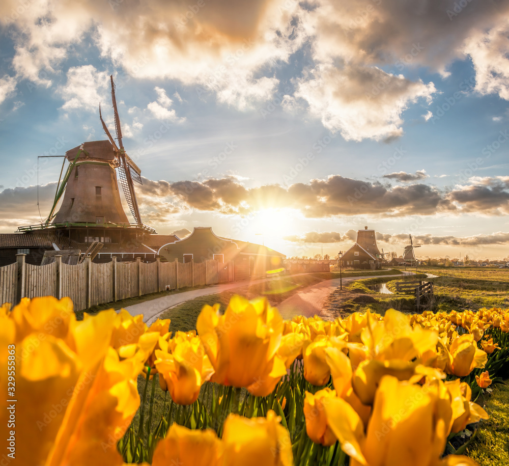Traditional Dutch windmills with tulips against sunset in Zaanse Schans, Amsterdam area, Holland - obrazy, fototapety, plakaty 