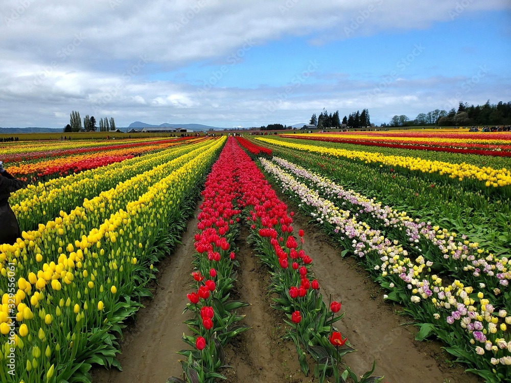 Tulip fields on a cloudy day