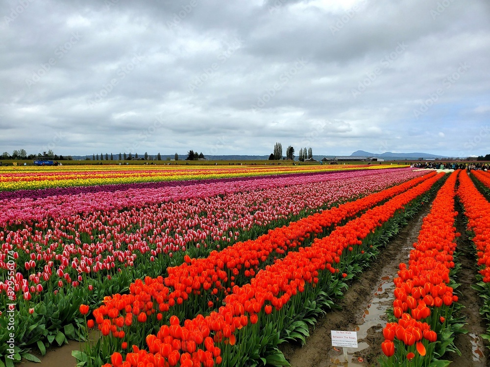 Tulip fields on a cloudy day