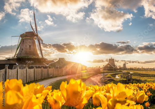 Traditional Dutch windmills with tulips against sunset in Zaanse Schans, Amsterdam area, Holland #329556036