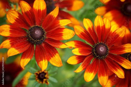 Large flowers of red and yellow rudbeckia. Blooming flowers rudbeckia (Black-eyed Susan) flower bed in the summer garden. Soft blurred selective focus.