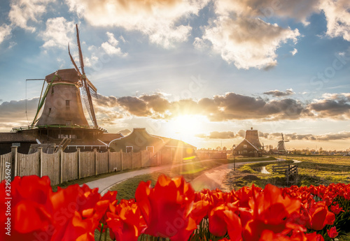 Photography Traditional Dutch windmills with tulips against sunset in Zaanse Schans, Amsterd